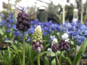 Muscari naturalizes very well, and comes in a variety of colours.