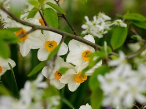 No need to hide from 'predators'... narcissus is reliably deer and rodent resistant.