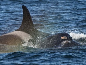 Southern Resident killer whale