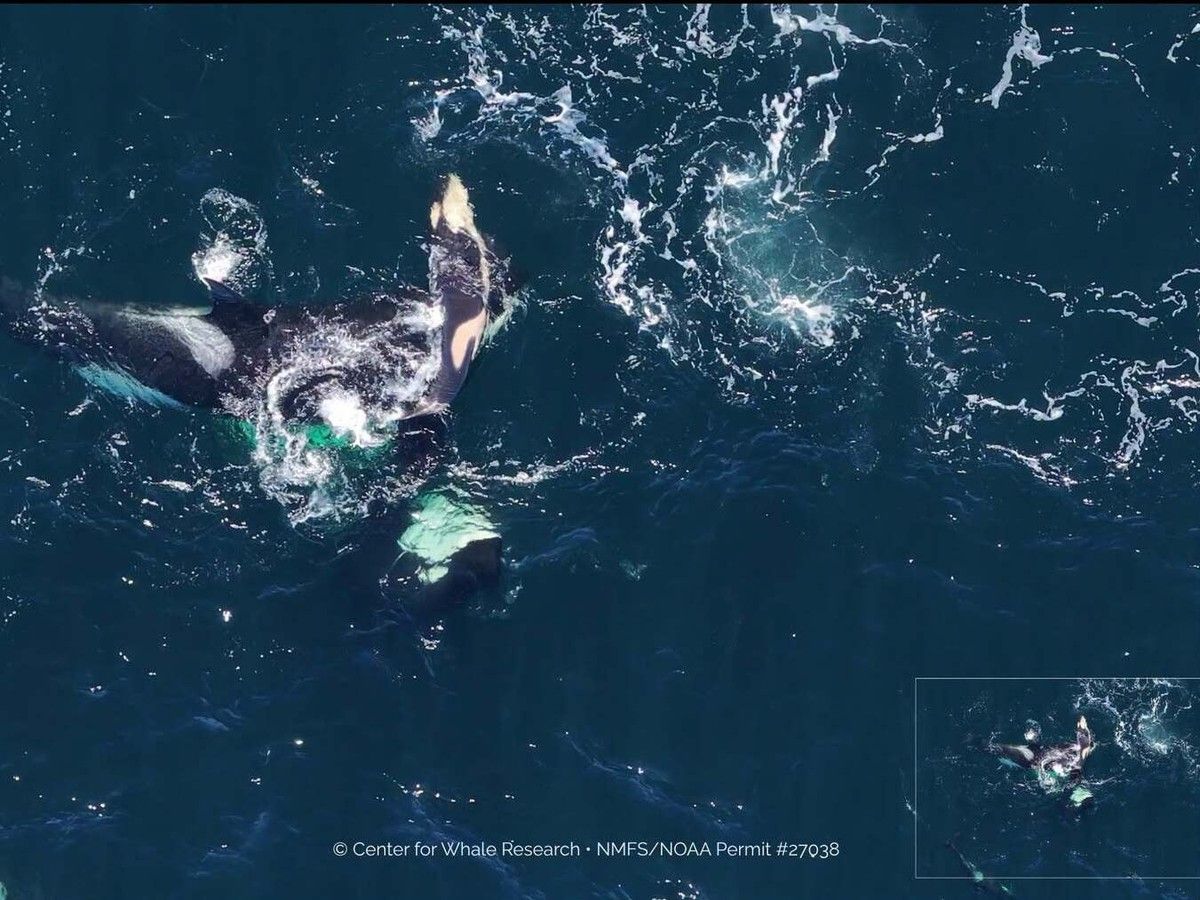 Orca