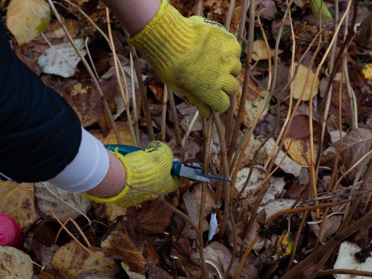 Brian Minter: How and when to prune so you don't lose next year's flowers