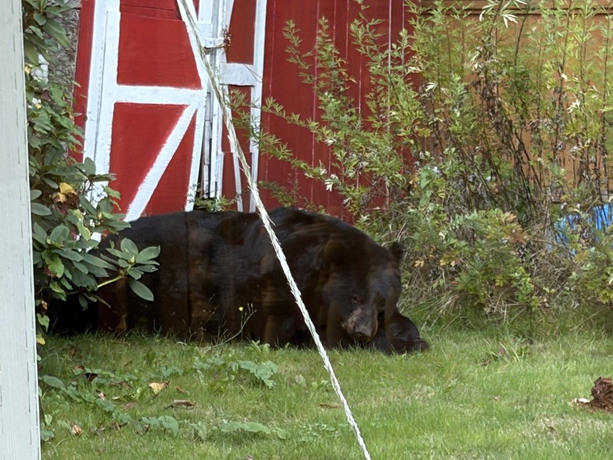 A black bear recently wandered into this Coquitlam back yard to feast on apples in the garden.