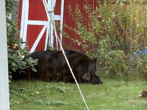 A black bear recently wandered into this Coquitlam back yard to feast on apples in the garden.