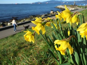 Daffodils