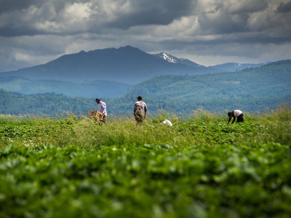 Farm workers in Abbotsford
