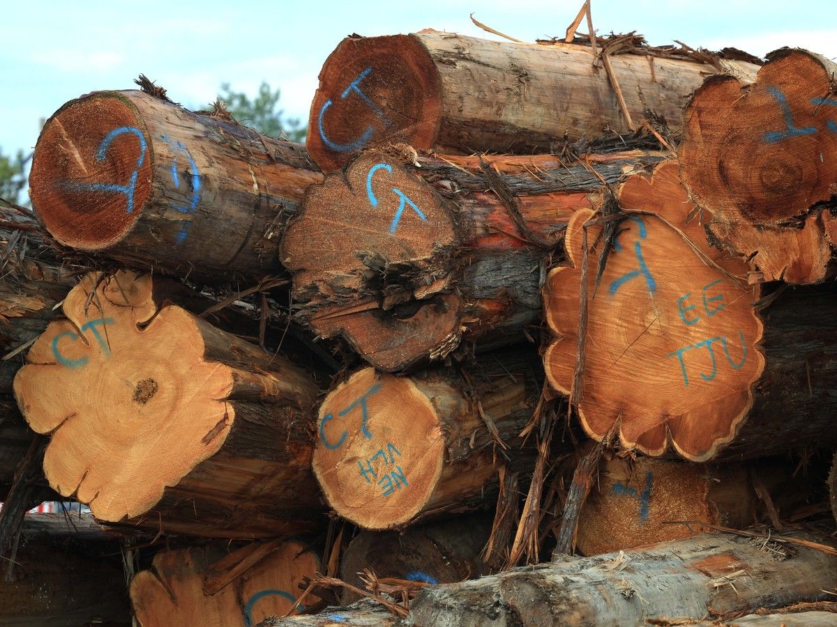 B.C. forest industry bristles at proposal to reduce compensation in First Nation land transfers