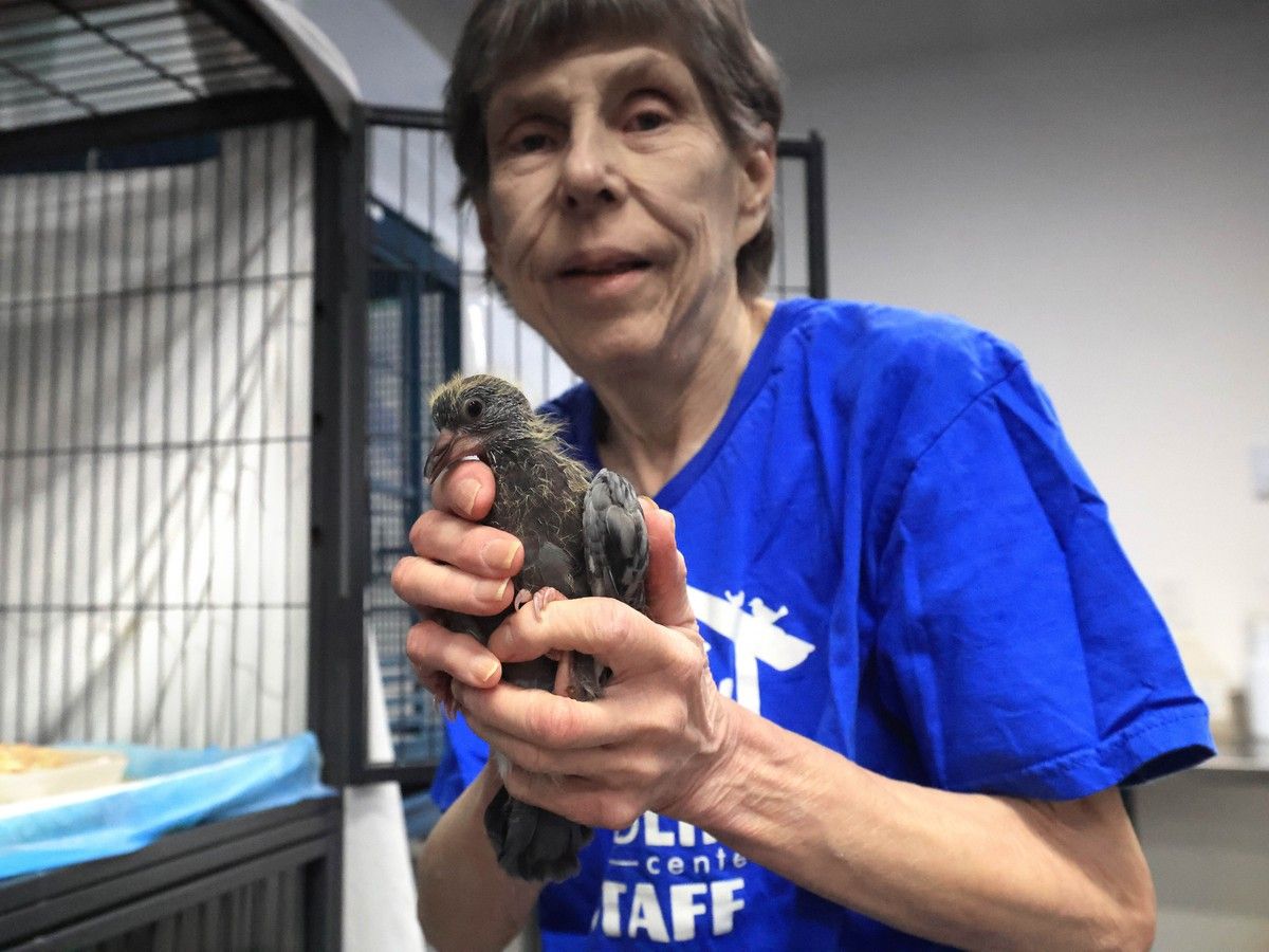 BC wildlife centre gets 60 calls a day as sick birds fall from the sky ...