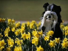 Image (2) springdog.jpg for post 1360