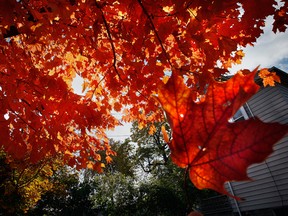 Autumn colours are displayed on a maple tree along Sandwich St. in west Windsor on Oct: 16, 2008.  (Jason Kryk)