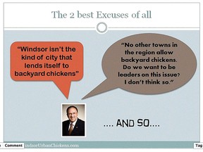Windsor's Chickens
