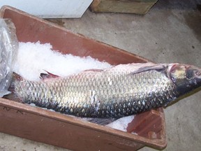 An Asian Carp is seen in this file photo. (Courtesy: Ministry of Natural Resources)