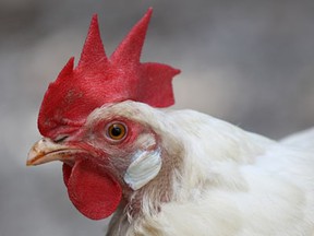 A chicken is seen in this file photo. Photo By Dan Janisse.