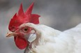 A chicken is seen in this file photo. Photo By Dan Janisse.