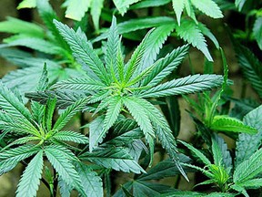 Marijuana plants. Photo By: Justin Sullivan/Getty Images