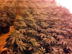 Photo of marijuana grow op discovered at a residence in Lakeshore on Feb. 21, 2012. (OPP handout)