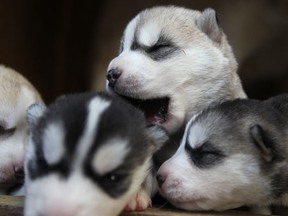 Five Husky puppies that were stolen Saturday from their owner and then returned when the suspects were apprehended, are pictured Sunday, Mar. 11, 2012. Two puppies are still missing. (DAX MELMER/The Windsor Star)