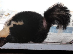 A skunk is seen in this file photo. (Nick Brancaccio/The Windsor Star)