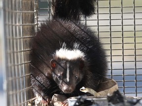 WINDSOR, ONT. MARCH 6, 2012 -- A trapped skunk is shown, Tuesday, Mar. 6, 2012, in Windsor, Ont. Ted Foreman, owner of Bob's Animal Removal traps about 150 skunks a year in Windsor.  (DAN JANISSE/The Windsor Star)