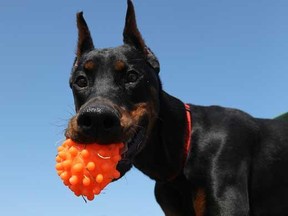 WINDSOR, ONT. -- Rambo the dog is shown here at the Windsor-Essex County Humane Society in Windsor, Ont., on Wednesday, March 21, 2012. The high-strung dog is going to a rescue program after being returned twice. (TYLER BROWNBRIDGE/The Windsor Star).