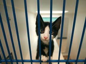 WINDSOR, ONT.:FEBRUARY 25, 2012 -- Nermal, a two-month old stray sits in his cage at the Windsor/Essex Humane Society, Saturday, Feb. 25, 2012. (DAX MELMER / The Windsor Star)