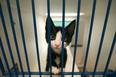 WINDSOR, ONT.:FEBRUARY 25, 2012 -- Nermal, a two-month old stray sits in his cage at the Windsor/Essex Humane Society, Saturday, Feb. 25, 2012. (DAX MELMER / The Windsor Star)