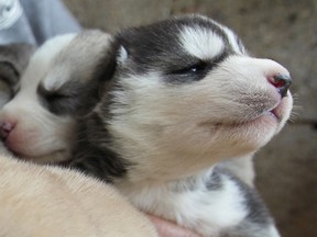 A litter of Husky puppies that went missing and were later found by police in Windsor, Ont. Photographed March 11, 2012.
