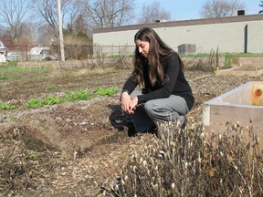Marianne Haddad of the Youth and Family Resource Network looks over a community garden in Kingsville, Ont. where someone stole lumber.