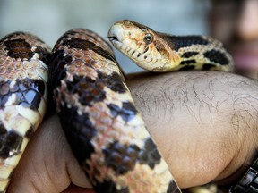 An eastern foxsnake shows its coils at the Ojibway Nature Centre in this 2011 file photo. (Tyler Brownbridge / The Windsor Star)