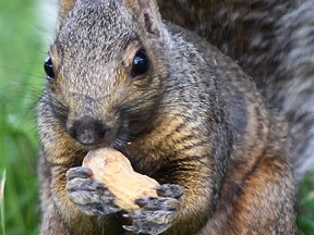 A Windsor, Ont. squirrel is seen in Optimist Park in this September 2011 file photo.