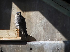 A Peregrine falcon is seen near its nest at the Ambassador Bridge in this Feb. 2012 file photo.