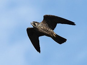 Spitifre the falcon is seen in this file photo. (Tyler Brownbridge/The Windsor Star)