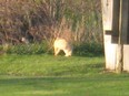 Could this be the elusive Essex County cougar? South Woodslee resident Jim Dufour, who snapped this fuzzy image on Friday morning, says he's sure the feline animal pictured wasn't an ordinary cat. (Jim Dufour / Special to The Star)