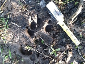 A paw print found by Whit Tucker of Amherstburg, Ont. Tucker believes the print was left by the infamous (but unconfirmed) Essex County cougar. (Whit Tucker / Special to The Star)