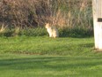 SOUTH WOODSLEE, ONT.: April 13, 2012 - An image of a feline animal that South Woodslee resident Jim Dufour believes to be the supposed Essex County cougar - or something similar. For story by Trevor Wilhelm. (Jim Dufour / Special to The Windsor Star)