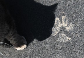 AMHERSTBURG, ONTARIO - APRIL 17, 2012 -- Greygrey a cat owned by Whit Tucker, walks past unknown paw prints on Tucker's driveway on Howard Avenue in Amherstburg, on April 17, 2012.