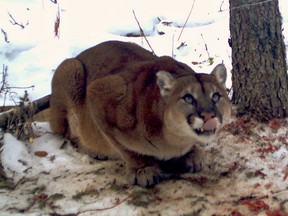 A cougar is seen at Willmore Wilderness Park in this undated file photo. (Alberta Innovates / Postmedia News)
