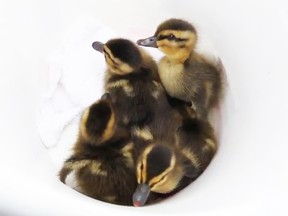 A group of ducklings that Windsor Regional Hospital security staff saved from a manhole in the hospital's parking lot on April 26, 2012. (Nick Brancaccio / The Windsor Star)