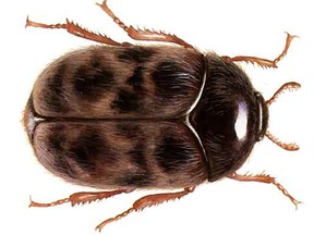 An adult Khapra beetle is seen in this Wikimedia Commons image.