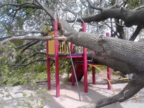 A large tree felled by wind landed on children's playground equipment at Wigle Park in Windsor, Ont. on April 16, 2012. (Reader submitted photo)