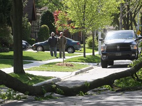 A tree branch knocked down by high winds in the 1700 block of Chilver Road. Photographed on the morning of April 23, 2012. (Dan Janisse / The Windsor Star)