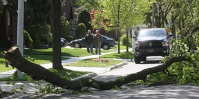 A tree branch knocked down by high winds in the 1700 block of Chilver Road. Photographed on the morning of April 23, 2012. (Dan Janisse / The Windsor Star)