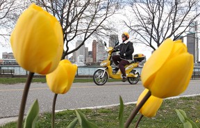 An e-biker cruises Windsor's downtown riverfront on April 9, 2012. (Dan Janisse / The Windsor Star)