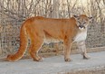 A young cougar is seen in captivity in Kelowna, B.C., in this undated file photo.