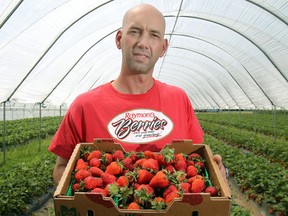 Brad Raymont, owner of Raymont's Berries in Cottam, is pictured at his strawberry farm, Monday, May 14, 2012. Raymont is providing the strawberries for LaSalle's Strawberry Festival. This is the first time in 23 years that the festival has used locally produced strawberries. (DAX MELMER/The Windsor Star)