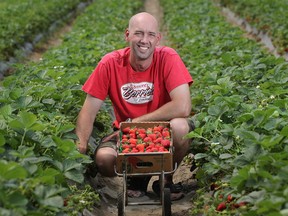 Brad Raymont, owner of Raymont's Berries in Cottam, is pictured at his strawberry farm, Monday, May 14, 2012. (Dax Melmer/The Windsor Star)