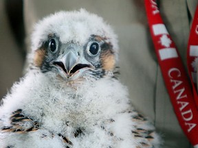 A peregrine falcon baby  lives under the Ambassador Bridge on May 14, 2012. (Jason Kryk/The Windsor Star)