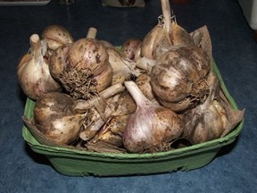 Garlic bulbs are seen in this file photo.