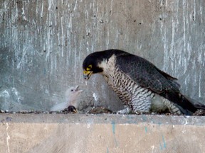 A peregrine falcon feeds its young on a ledge of the Ambassador Bridge in Windsor, Ont.   (Jason Kryk/ The Windsor Star)