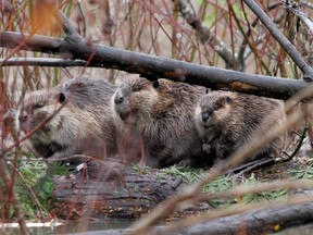 A family of beavers is seen in this undated file photo. Photographed in British Columbia. (Debra Brash / Victoria Times Colonist)