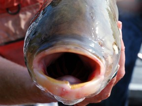 A 2009 image of an Asian carp caught in the Mississippi River basin. (T. Lawrence / Great Lakes Fishery Commission)